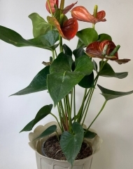 Антуриум (53/d13)