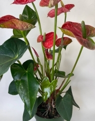 Антуриум красный (63/d17)