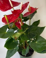 Антуриум красный (65/d17)