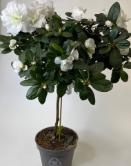 Азалия на штамбе белая (Рододендрон) 