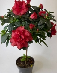 Азалия на штамбе красная (Рододендрон) 