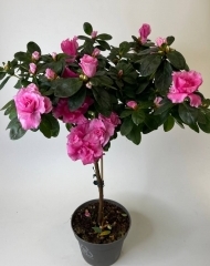 Азалия на штамбе розовая (Рододендрон) 