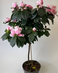 Азалия на штамбе (Рододендрон) розовая (45/d13)