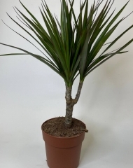 Драцена Биколор (43/d12)