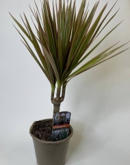 Драцена Маргината (45/d12)