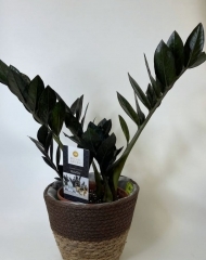 Замиокулькас Равен (долларовое дерево) (h43/d15)