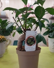 Бонсай фикус Гинсенг