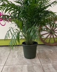 Хамедорея (h82/d22)