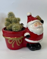 Суккулент в новогоднем керамическом горшке микс