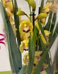 Цимбидиум желтый в горшке (d14)