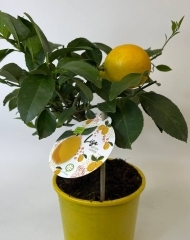 Лимон Мейера (цитрофортунелла) (h32/d14)