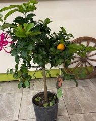 Цитрофортунелла Limetta rossa (h90/d22)