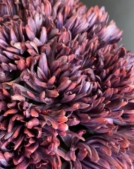 Хризантема Антонов Бандито