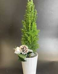 Хамакипарис Элвуди (h33/d9)