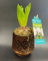 Гиацинт белый в керамическом кашпо в ассортименте