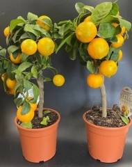 Цитрофортунелла с плодами (d15)