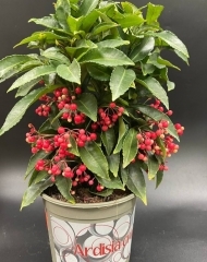 Ардизия (d14)