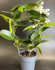 Стефанотис (h42/d12)