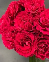 Роза Майра хот пинк пионовидная