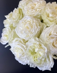 Роза Энджел экспрешн пионовидная