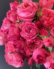 Роза Бумеранг кустовая пионовидная 