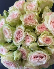 Роза Фибоначчи Янтра кустовая пионовидная 