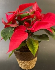 Пуансеттия красная (Рождественская звезда) (d10)