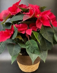 Пуансеттия красная (Рождественская звезда) (d17)