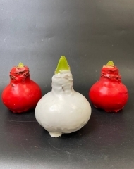 Луковицы амариллиса, покрытые красным или белым воском 