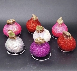 Луковицы амариллиса в воске