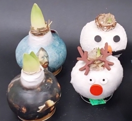 Луковицы амариллиса, покрытые воском с рисунком