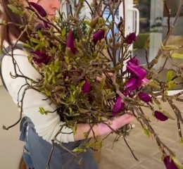 Магнолия, цветущая ветка