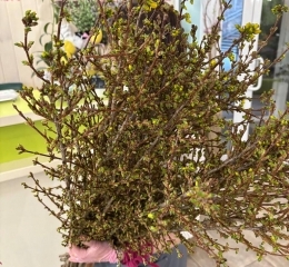 Форзиция, цветущая ветка