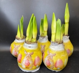 Луковицы амариллиса в воске с кроликом в ассортименте