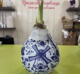 Луковицы амариллиса, покрытые воском с рисунком в стиле гжель