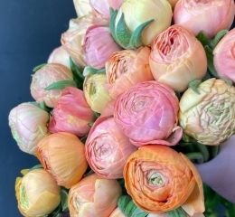 Ранункулюс (лютик) Сальмон