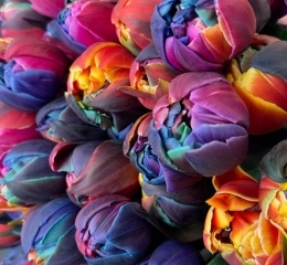 Тюльпан Даббл Аврора (крашенный) пионовидный