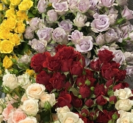 Роза кустовая микс