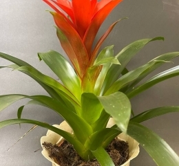 Гузмания (уценка)