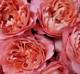 Роза Драгон Флай пионовидная Роза Драгон Флай пионовидная