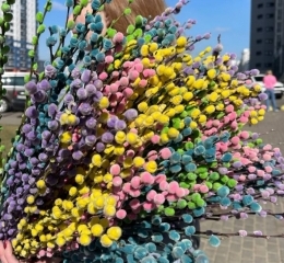 Верба, цветущая ветка