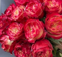 Роза Эппл Джек пионовидная Роза Эппл Джек пионовидная