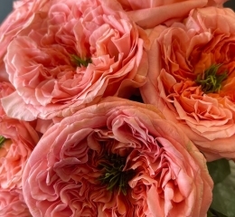 Роза Мандарин экспрешн (Mandarin x-pression) пионовидная Роза Мандарин экспрешн (Mandarin x-pression) пионовидная