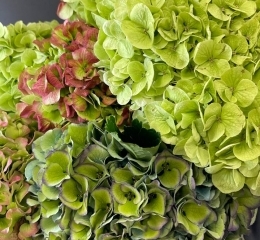 Гортензия в ассортименте Гортензия в ассортименте