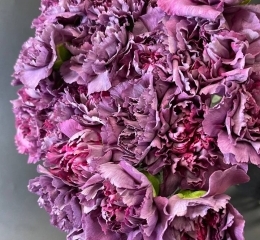 Гвоздика Гипноз Гвоздика Гипноз