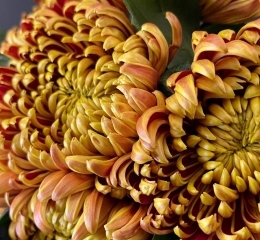 Хризантема Бислет Хризантема Бислет