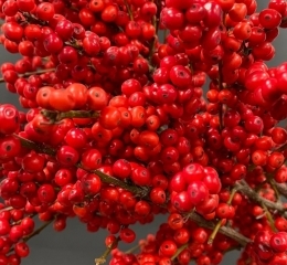Ягоды илекса красные, ветка