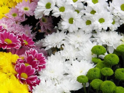 Хризантема кустовая в ассортименте разных сортов