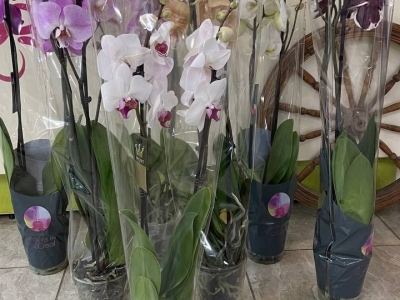 Орхидея Фаленопсис в ассортименте