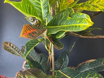 Кодиеум (Кротон) (h68/d18)